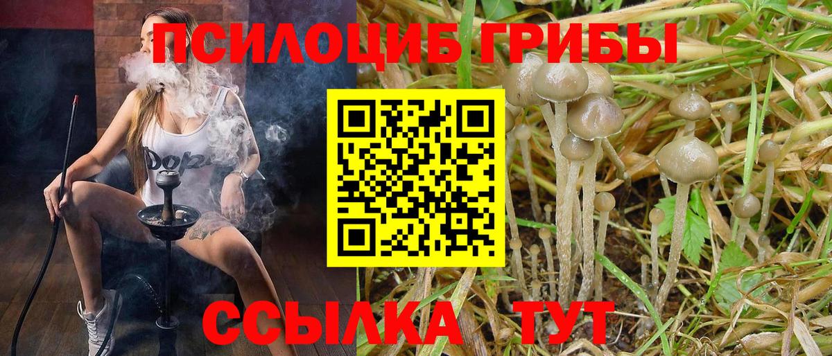 Псилоцибиновые грибы Psilocybe Большой Камень